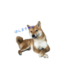柴犬との君の関西弁 No.1（個別スタンプ：34）