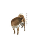柴犬との君の関西弁 No.1（個別スタンプ：35）