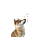 柴犬との君の関西弁 No.1（個別スタンプ：36）