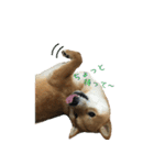 柴犬との君の関西弁 No.1（個別スタンプ：37）