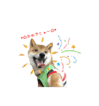 柴犬との君の関西弁 No.1（個別スタンプ：38）
