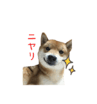 柴犬との君の関西弁 No.1（個別スタンプ：39）