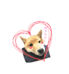 柴犬との君の関西弁 No.1（個別スタンプ：40）