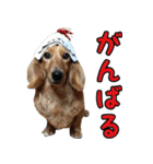 我が家の犬たちスタンプ（個別スタンプ：8）