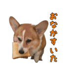 我が家の犬たちスタンプ（個別スタンプ：10）