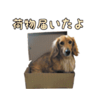 我が家の犬たちスタンプ（個別スタンプ：13）