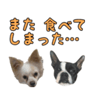 我が家の犬たちスタンプ（個別スタンプ：17）