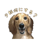 我が家の犬たちスタンプ（個別スタンプ：27）