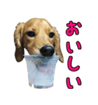 我が家の犬たちスタンプ（個別スタンプ：36）