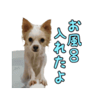 我が家の犬たちスタンプ（個別スタンプ：40）