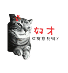 shibaLnuA-Chai And AmericanShorthairHani（個別スタンプ：14）