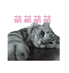 shibaLnuA-Chai And AmericanShorthairHani（個別スタンプ：16）