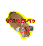もふもふたちの日常（個別スタンプ：2）