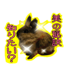 もふもふたちの日常（個別スタンプ：5）