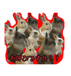 もふもふたちの日常（個別スタンプ：16）