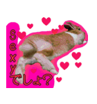 もふもふたちの日常（個別スタンプ：17）