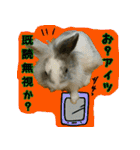 もふもふたちの日常（個別スタンプ：23）