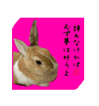 もふもふたちの日常（個別スタンプ：31）