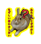 もふもふたちの日常（個別スタンプ：33）