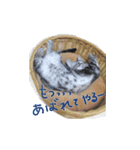 ふきの日常（個別スタンプ：5）