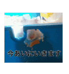 白黒家のハムスターたちスタンプ（個別スタンプ：9）