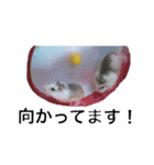 白黒家のハムスターたちスタンプ（個別スタンプ：10）