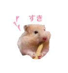 白黒家のハムスターたちスタンプ（個別スタンプ：14）