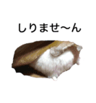 白黒家のハムスターたちスタンプ（個別スタンプ：17）