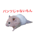 白黒家のハムスターたちスタンプ（個別スタンプ：20）