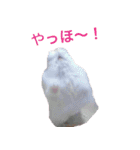 白黒家のハムスターたちスタンプ（個別スタンプ：25）