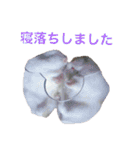 白黒家のハムスターたちスタンプ（個別スタンプ：31）