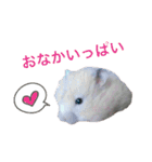 白黒家のハムスターたちスタンプ（個別スタンプ：34）
