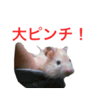 白黒家のハムスターたちスタンプ（個別スタンプ：39）