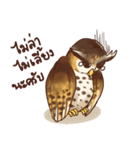 Owls of Thailand（個別スタンプ：4）