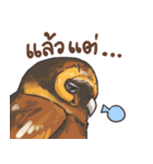Owls of Thailand（個別スタンプ：20）