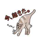 ひぐねこ（個別スタンプ：2）