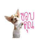 Hunny is Chihuahua（個別スタンプ：1）