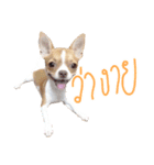 Hunny is Chihuahua（個別スタンプ：2）