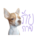 Hunny is Chihuahua（個別スタンプ：3）