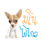 Hunny is Chihuahua（個別スタンプ：4）