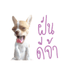 Hunny is Chihuahua（個別スタンプ：5）