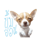 Hunny is Chihuahua（個別スタンプ：6）