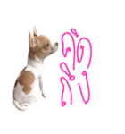Hunny is Chihuahua（個別スタンプ：8）