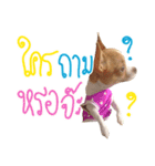 Hunny is Chihuahua（個別スタンプ：9）