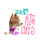 Hunny is Chihuahua（個別スタンプ：10）