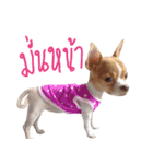 Hunny is Chihuahua（個別スタンプ：11）