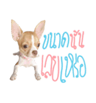 Hunny is Chihuahua（個別スタンプ：12）