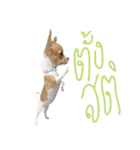 Hunny is Chihuahua（個別スタンプ：13）