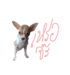 Hunny is Chihuahua（個別スタンプ：14）