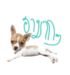 Hunny is Chihuahua（個別スタンプ：15）